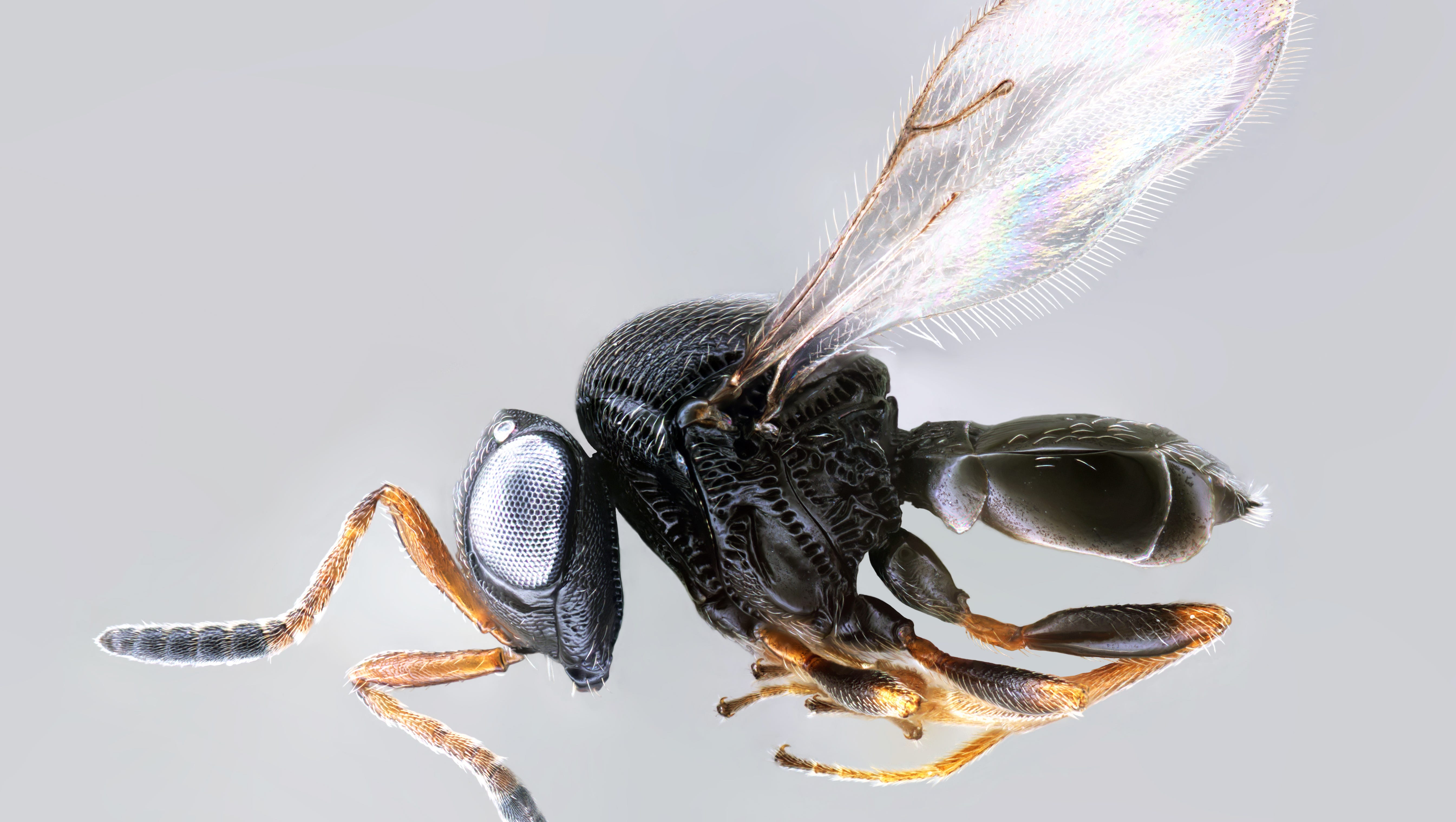 Stink Bugs Are Back How To Get Rid Of Them What You Need To Know