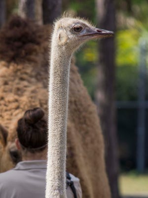 Blue the ostrich was found dead Tuesday, April 10, 2018, in her habitat, the Brevard Zoo announced.