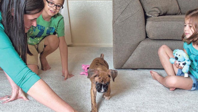 Erin Montez and her children, Calvin and Chloe, play with their new boxer puppy, Winnie, whom they adopted after their 3-year-old boxer, Carmen, died at Green Acre kennel in June. Montez says she was never told the truth about what happened to Carmen.