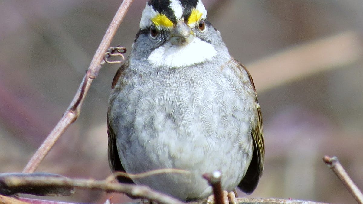 Winter Feeding Leads To Great Bird Watching
