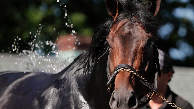 Belmont Stakes hopeful Gronkowski is bathed after a workout at Belmont Park, Tuesday, June 5, 2018, in Elmont, N.Y. Gronkowski is one of 10 horses racing in the 150th running of the Belmont Stakes horse race on Saturday. (AP Photo/Julie Jacobson)