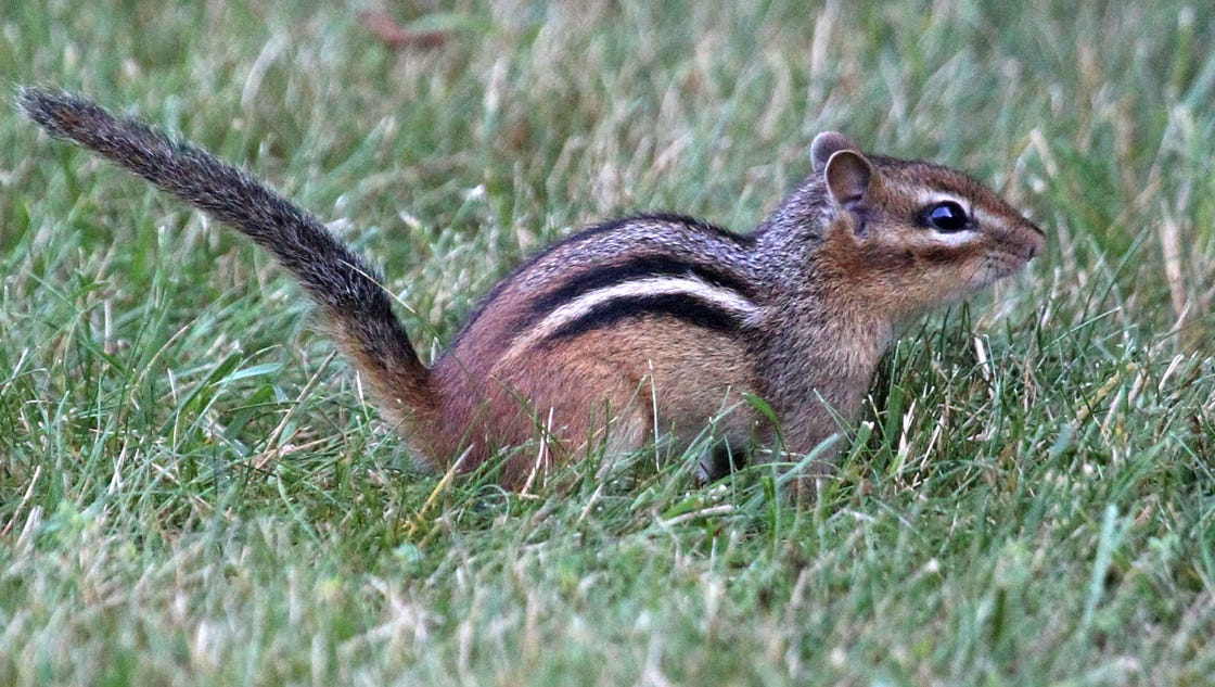 Chipmunks are booming, but get ready for more