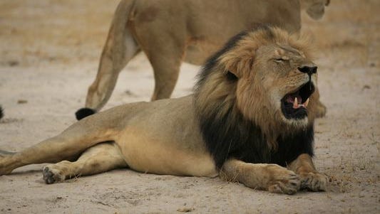Cecil, the much-loved Zimbabwean lion, foreground was allegedly killed by an American tourist, according to the Zimbabwe Conservation Task Force charity. The hunter has been identified as a Minnesota man.