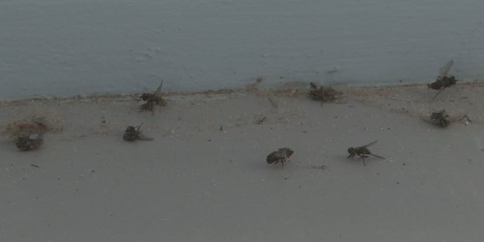 Biting flies annoy Michigan beachgoers