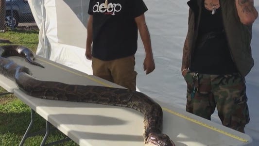 Python hunter catches 17-foot snake, sets Florida record