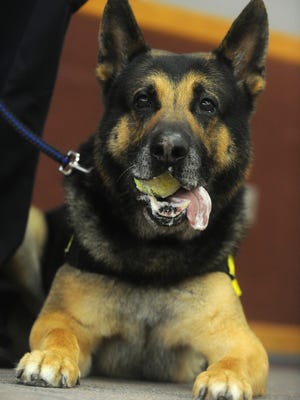 Fond du Lac K-9 officer Grendel April 8, 2014 chews on a ball as he attends his retirement party at the Fond du Lac police department.