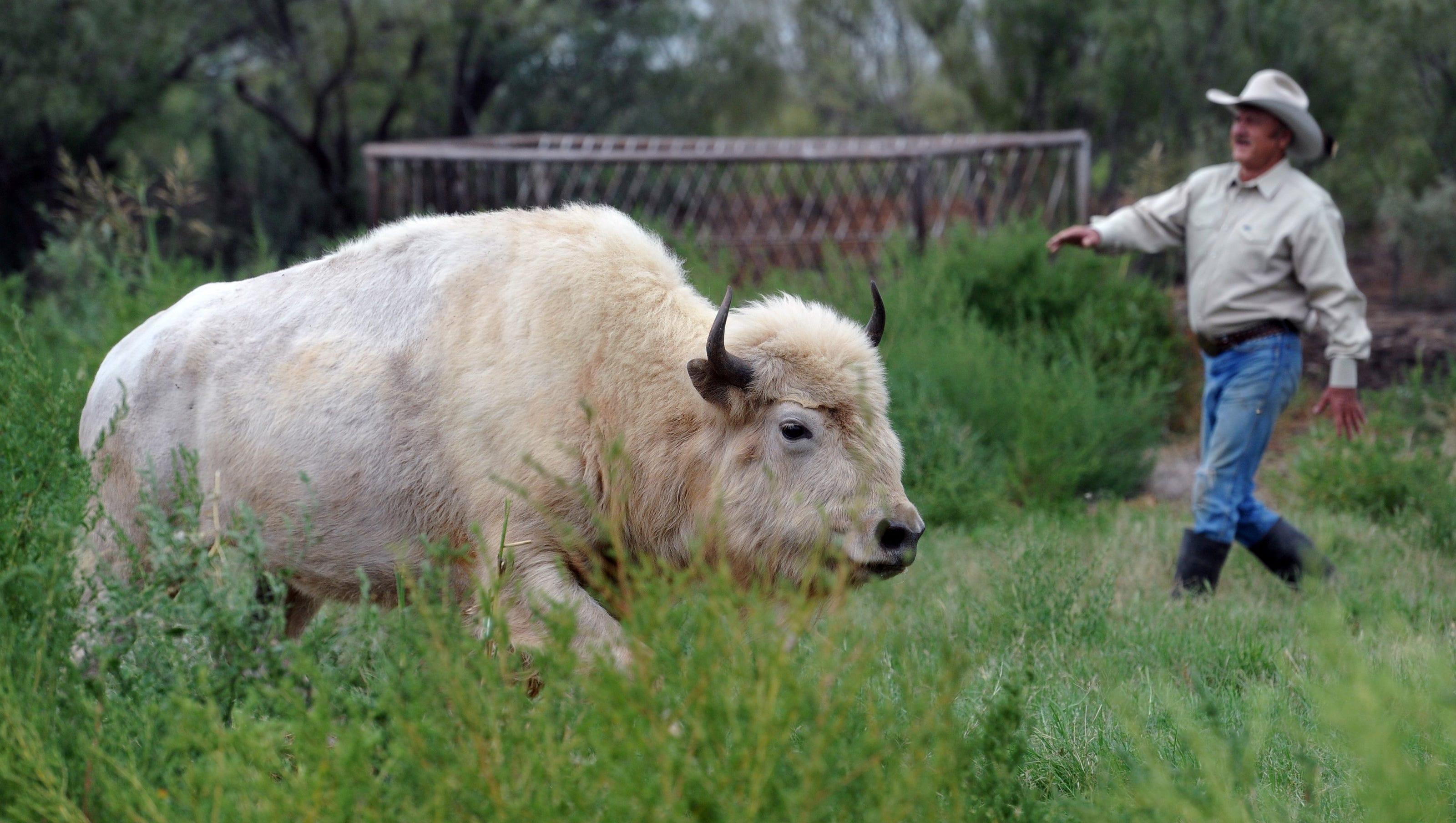 Ofre jeg læser en bog naturlig White buffalo finds herd and home on rancher's range