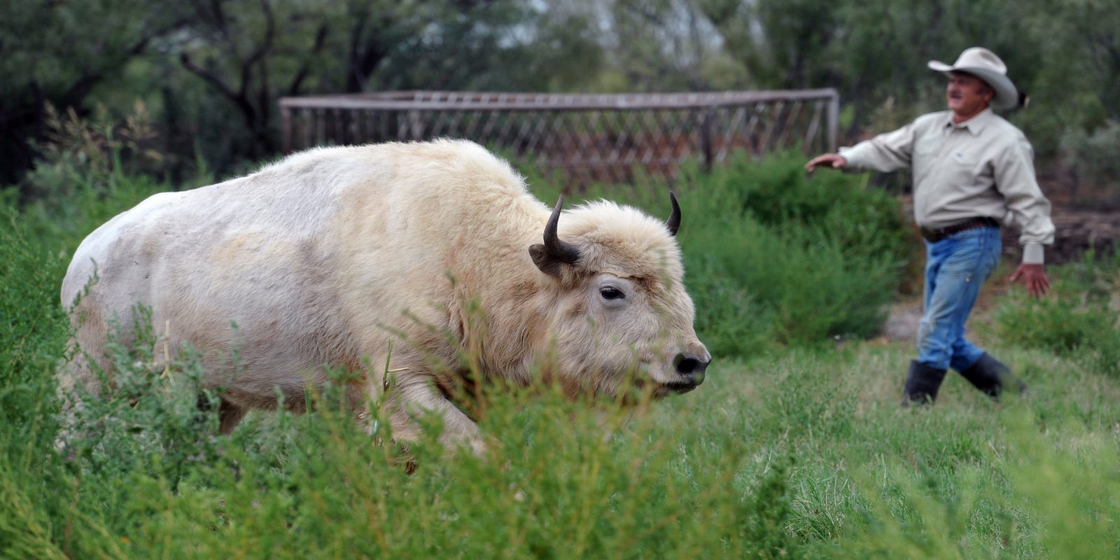 White buffalo finds herd and home on range