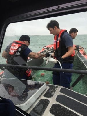 A Coast Guard boat crew frees a shark from illegal gill net Tuesday near South Padre Island.