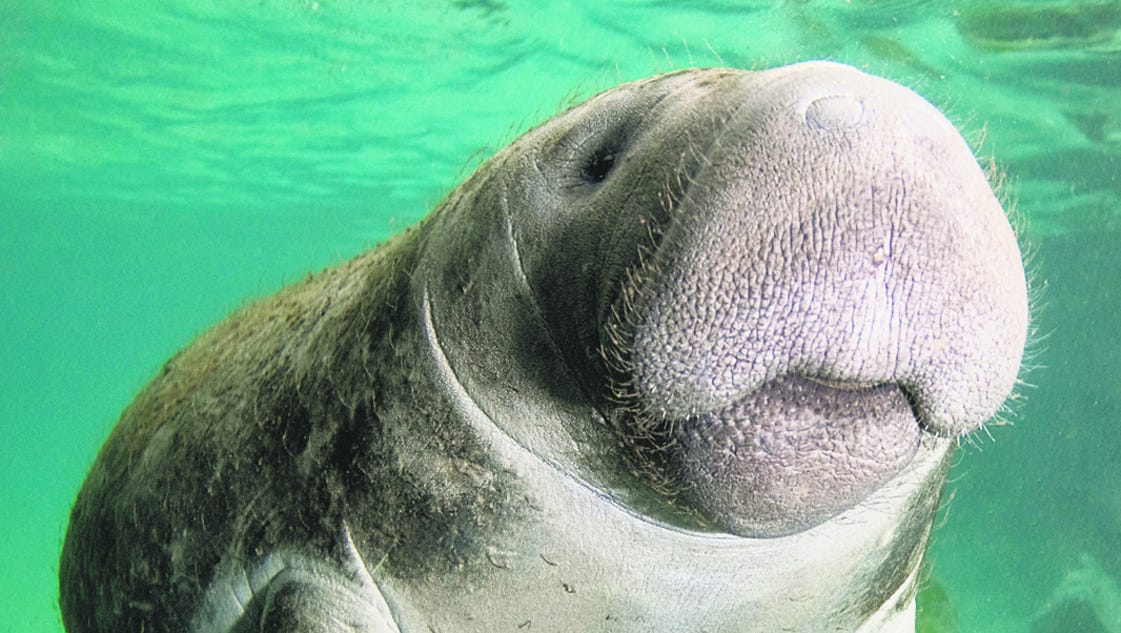 Manatees removed from federal endangered list