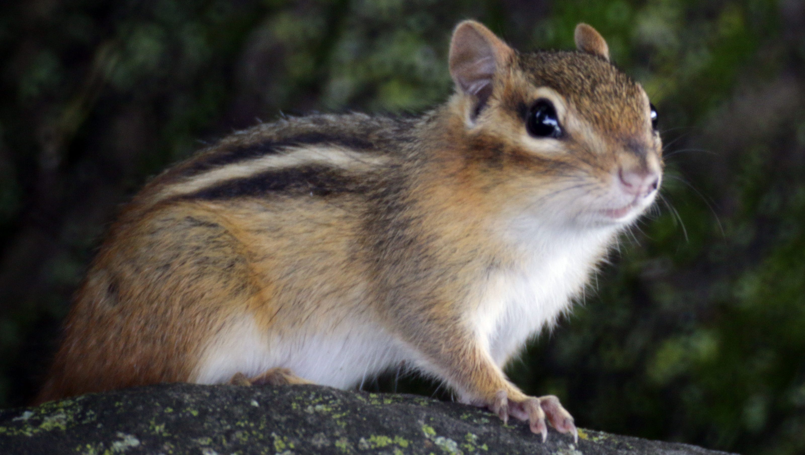 Six tips to avoid chipmunk  damage to your home