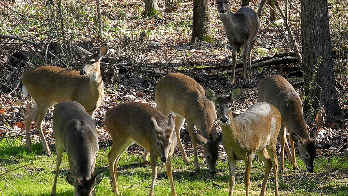 Mississippi Wildlife Commission Passes Deer Baiting Proposal