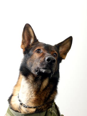 Ike is a highly trained K-9 unit member of the Bureau of Alcohol, Tobacco and Firearms and Explosives. He posed for photographs March 3 after recovering from life-saving surgery performed by MSU vets.