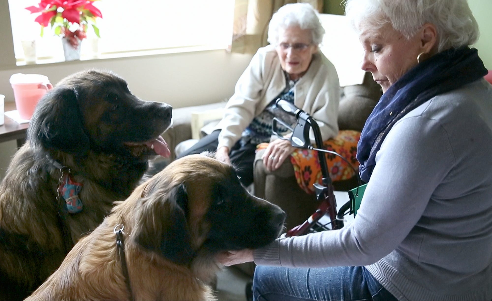 leonberger therapy dog