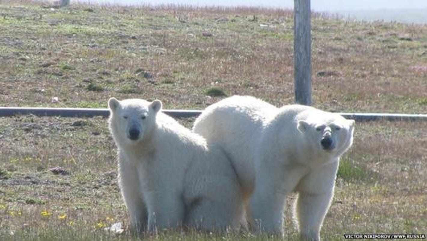 Hungry, aggressive polar bears lay siege to Russian weather station