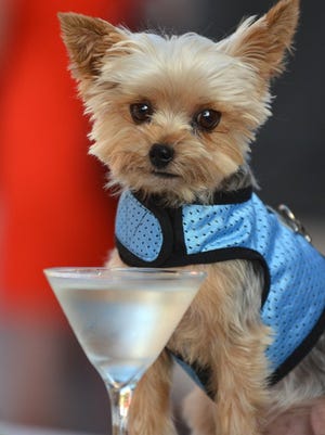 Conrad, a Yorkie owned by Kim Whittemore, contemplates a drink - water, of course, in this "Mutts and Martinis" file photo. Lance Shearer/Correspondent