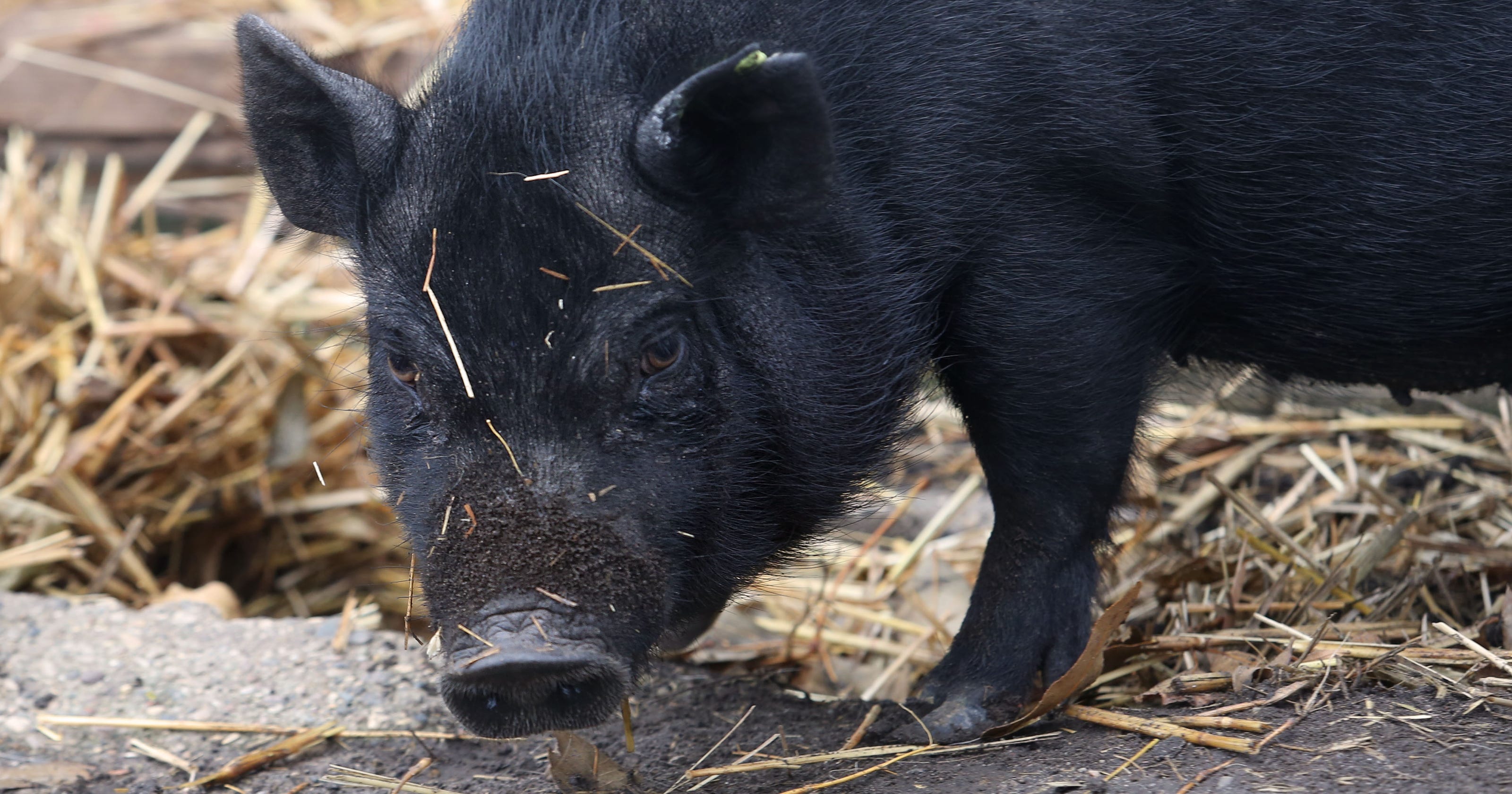 Peripatetic pig puts down roots