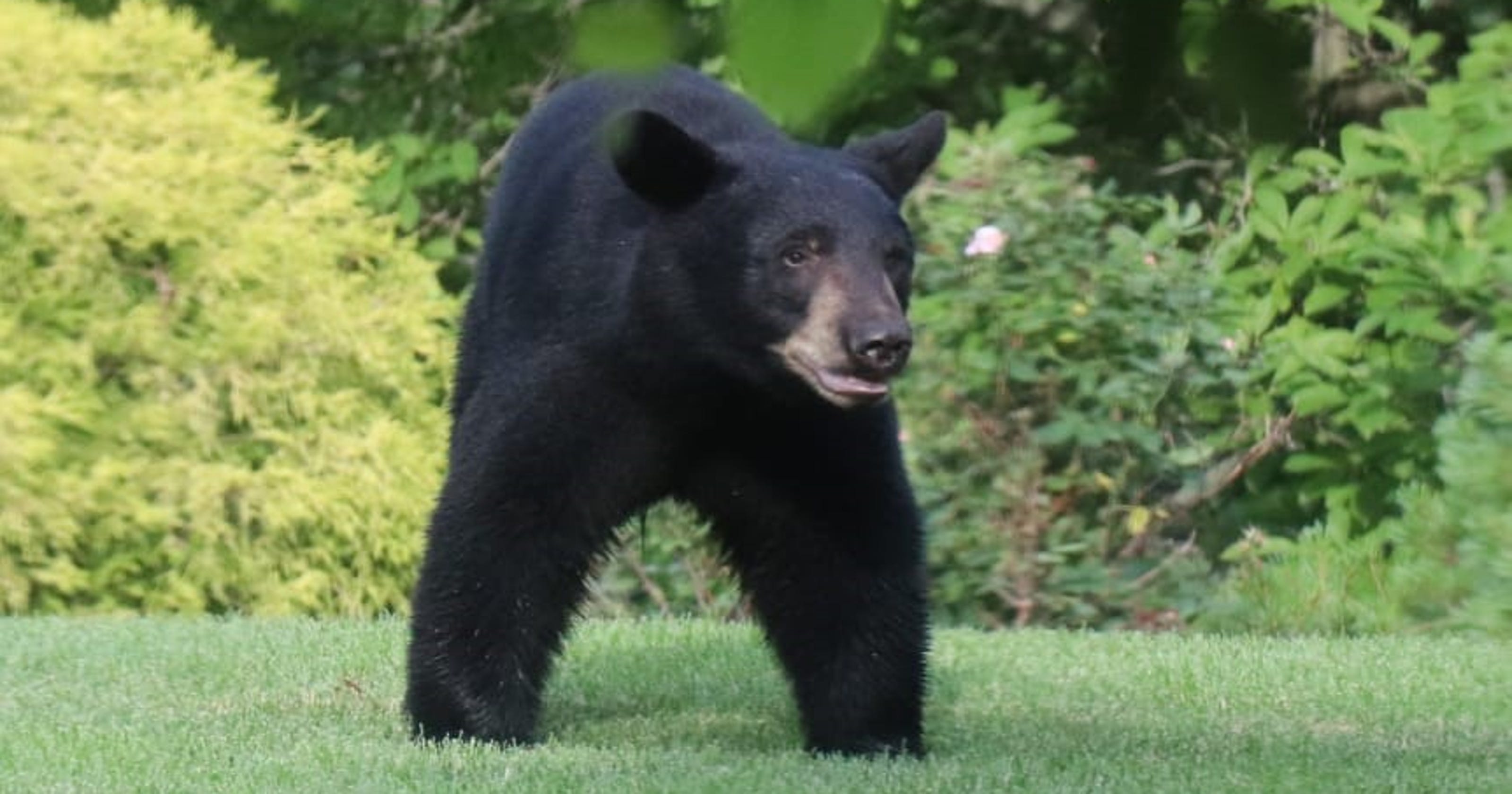 Black bear sightings on the rise in Westchester, Rockland counties