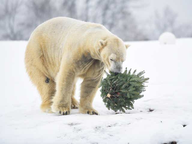 Female Polar Bear Killed By Male Bear During Breeding At Detroit Zoo
