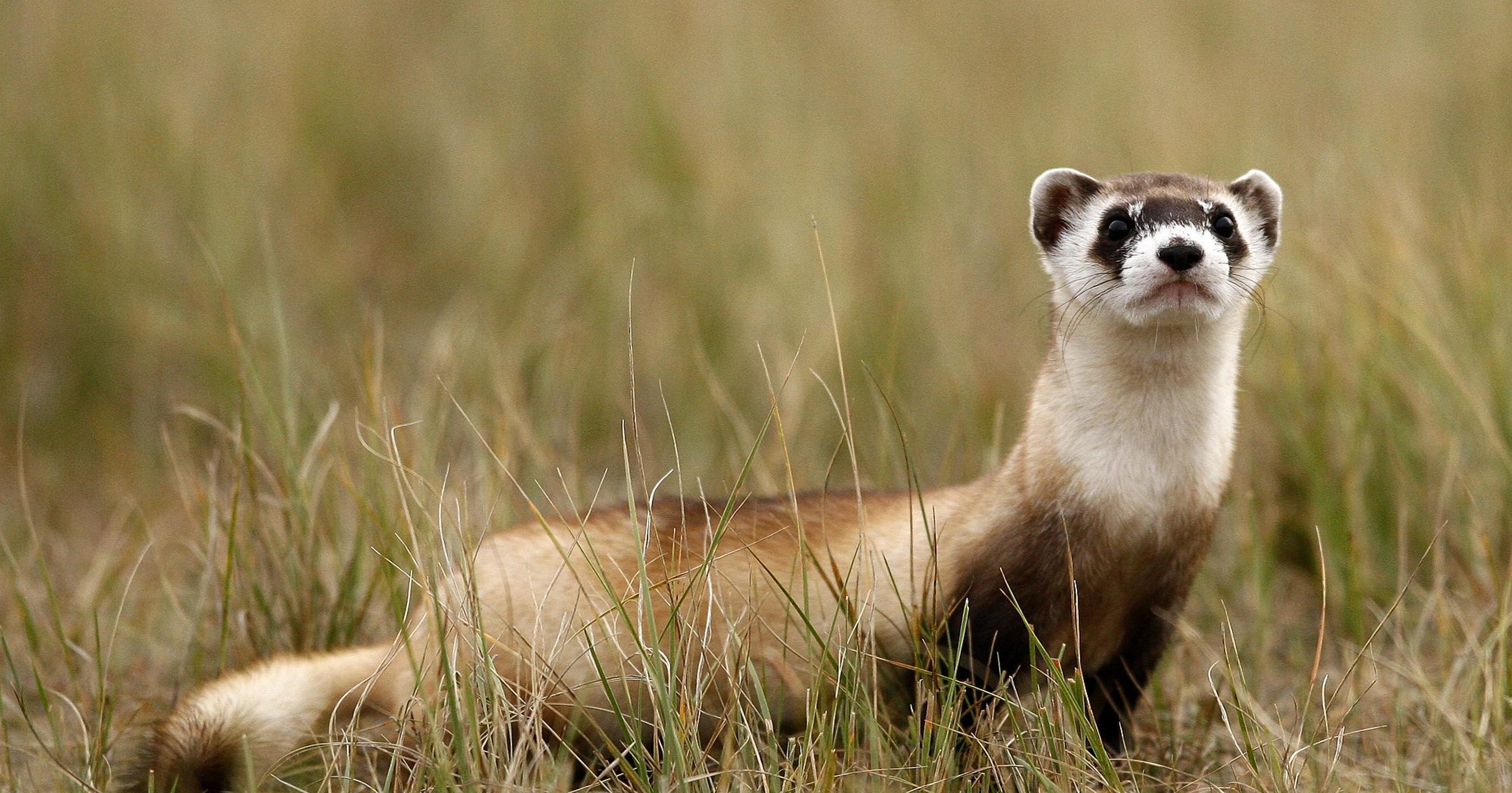 Blackfooted ferrets to return to former Wyoming stronghold