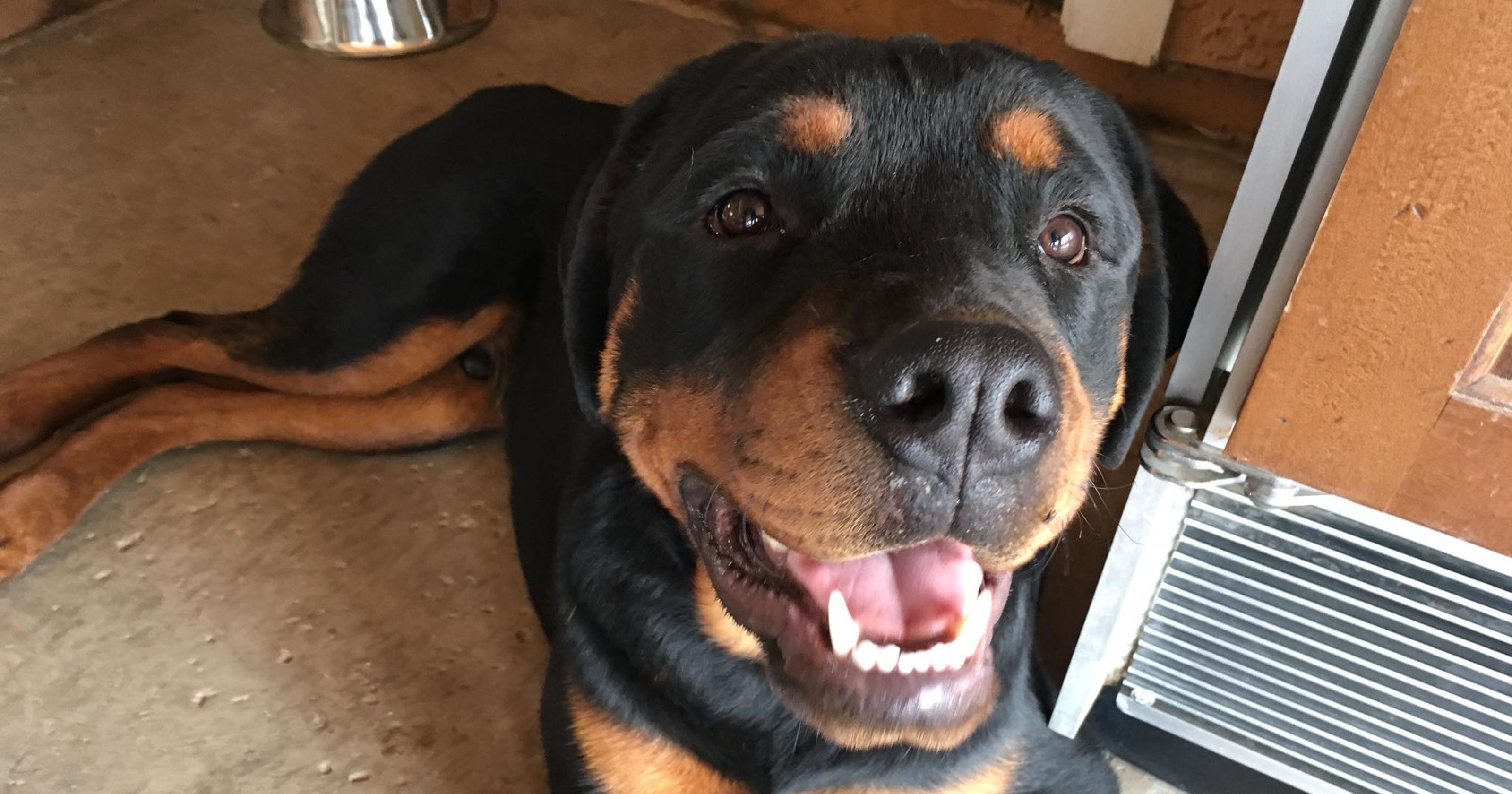 Resultado de imagen para rottweiler happy to see owner