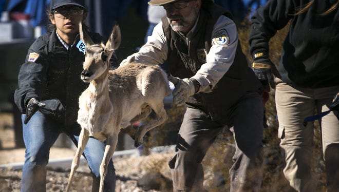 Shawn Macgill, center, of the U.S. Fish & Wildlife Service, releases a Sonoran pronghorn back into the captive breeding area on the Cabeza Prieta National Wildlife Refuge.