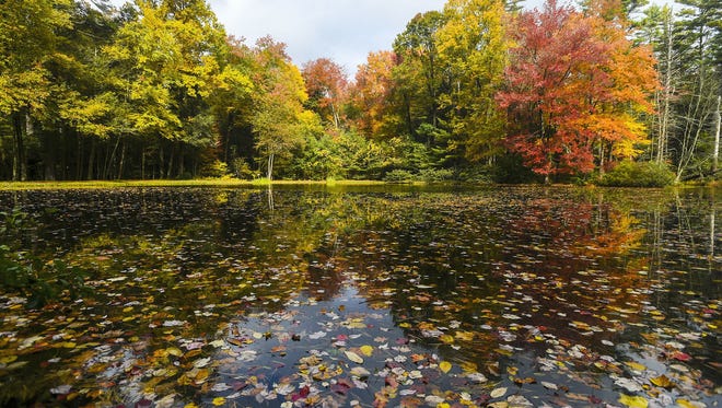 Leaves float on the surface of a pond at Caledonia State Park on Tuesday Oct. 14, 2014.