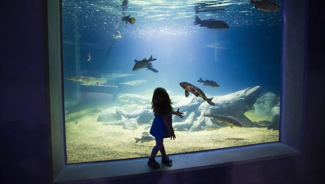 odysea aquarium in scottsdale 8 tips