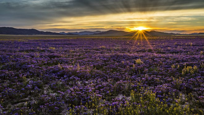 Let’s welcome spring with a blanket of wildflowers at Carrizo Plain National Monument in California. Only a few hours from Los Angeles, Carrizo Plain offers visitors a chance to be alone with nature. Prominent features of the monument include the white alkali flats of Soda Lake, vast open grasslands and a broad plain rimmed by mountains. When conditions are right, numerous wildflowers can carpet the valley floor, creating a beautiful, but temporary landscape of color.