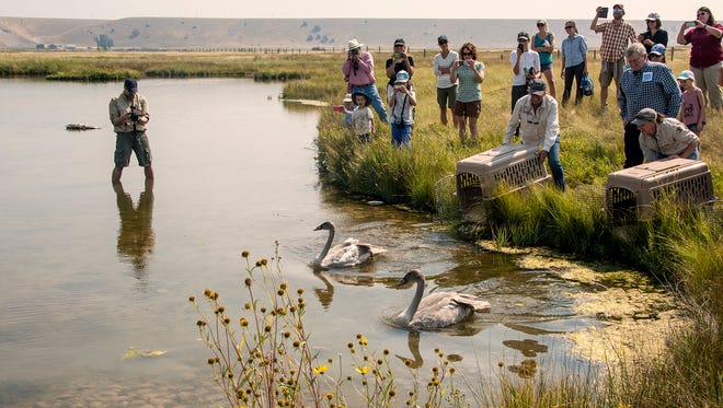 The Montana Fish Wildlife & Parks, in conjunction with NorthWestern Energy, releases two trumpeter swans at the O’Dell Creek wetlands south of Ennis.