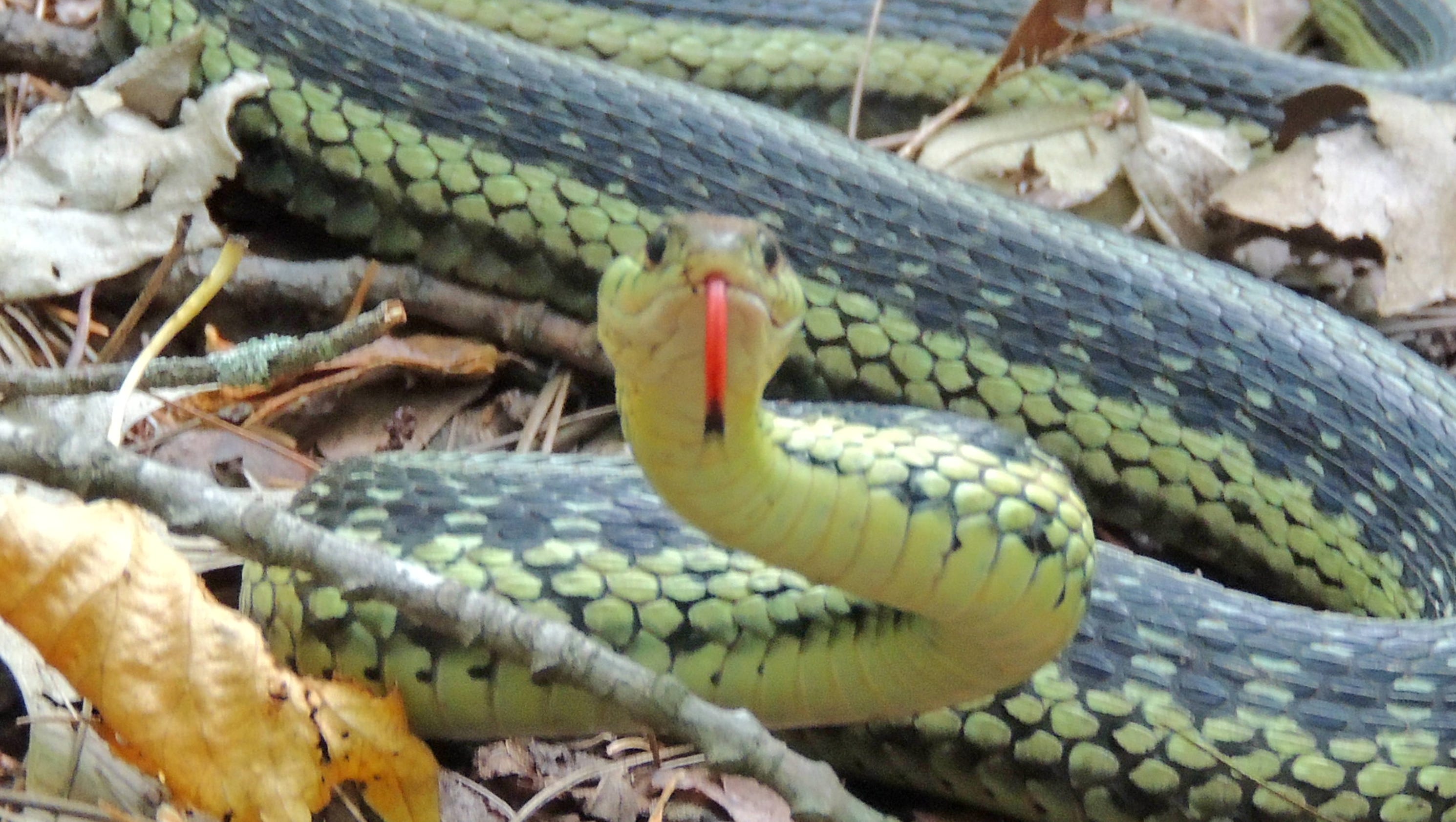 No need to fear most snakes in Wisconsin