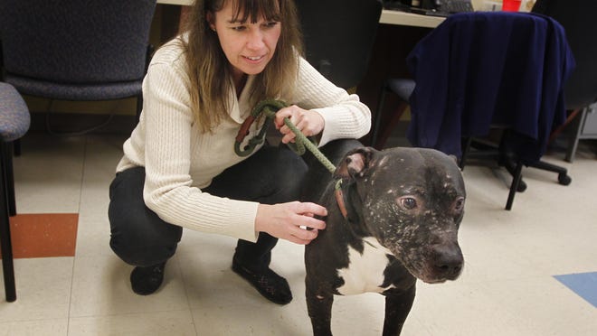 In this file photo from 2015, Montgomery County Animal Control Director Jeannette Farrell plays with Handsome, an 8-year-old pit bull that was left in deplorable conditions and likely used as a bait dog to train fighting pit bulls.