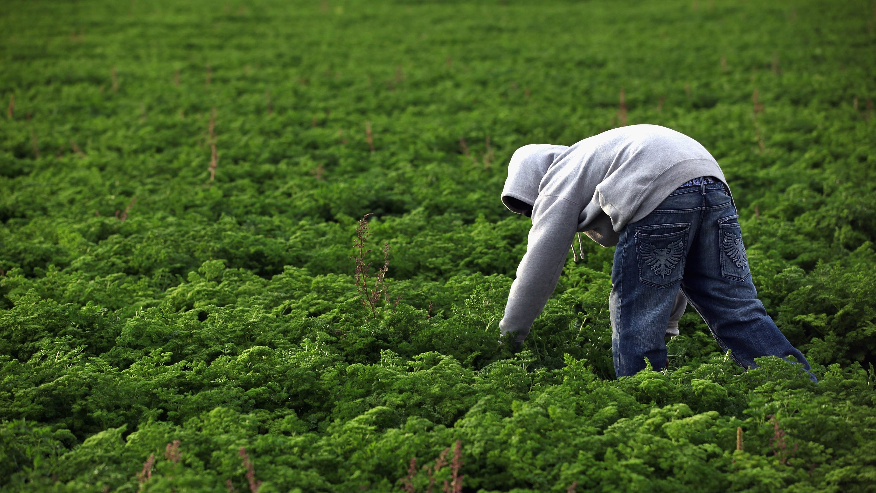 Top Business Leaders Farm Group Urge Congress To Act On Immigration