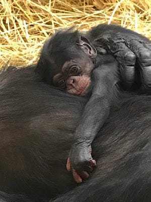 This photo provided by The Detroit Zoological Society shows a bay chimpanzee born, Saturday, July 14, 2018  at the Detroit Zoo in Royal Oak, Michigan.  The Detroit Zoo says the female chimpanzee was named after primatologist  Jane Goodall.