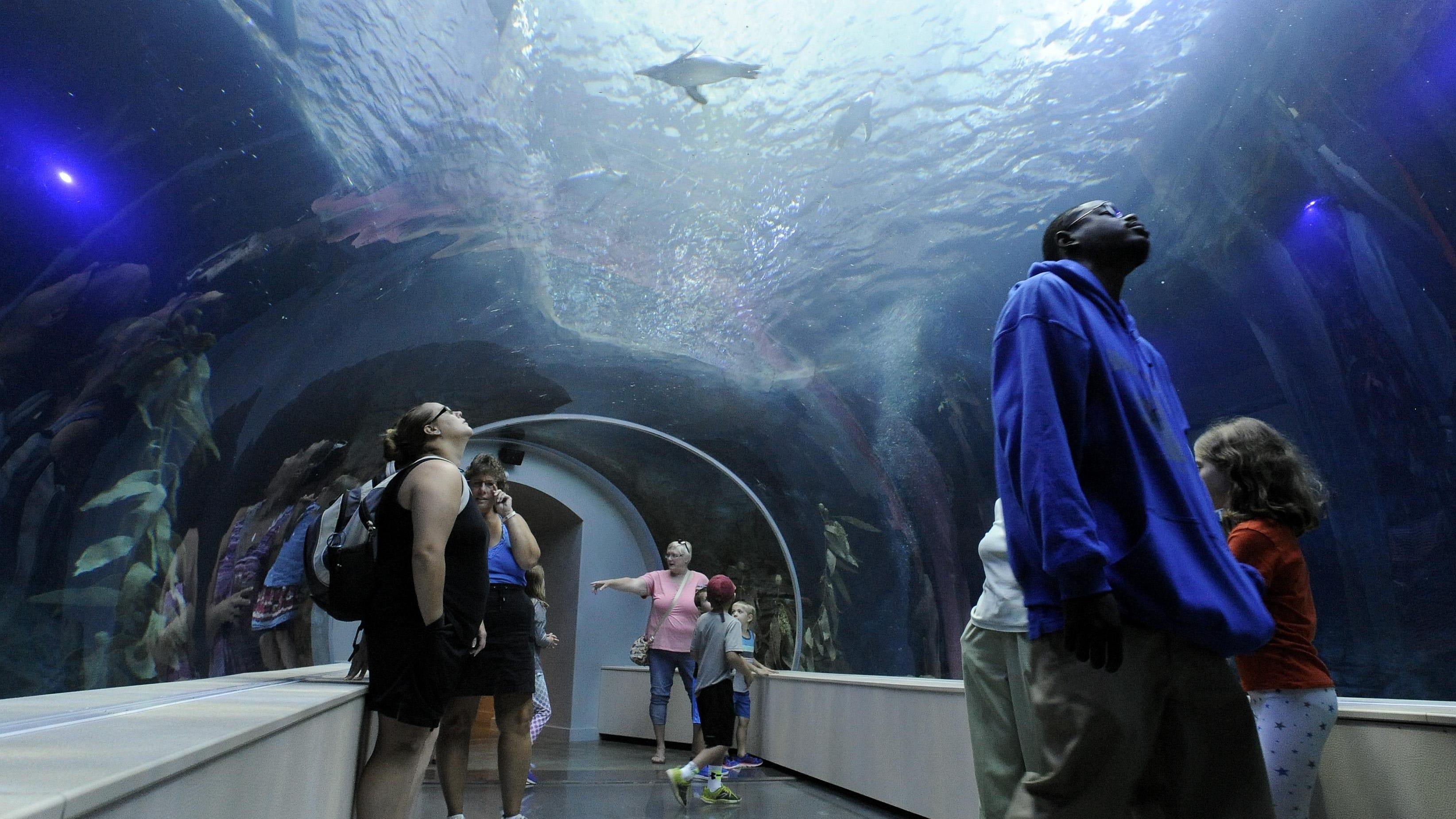 Detroit Zoo’s Polk Penguin Conservation Center wins award