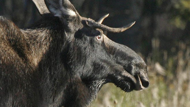 The breeding or rutting season for moose normally occurs between mid- September and mid- October