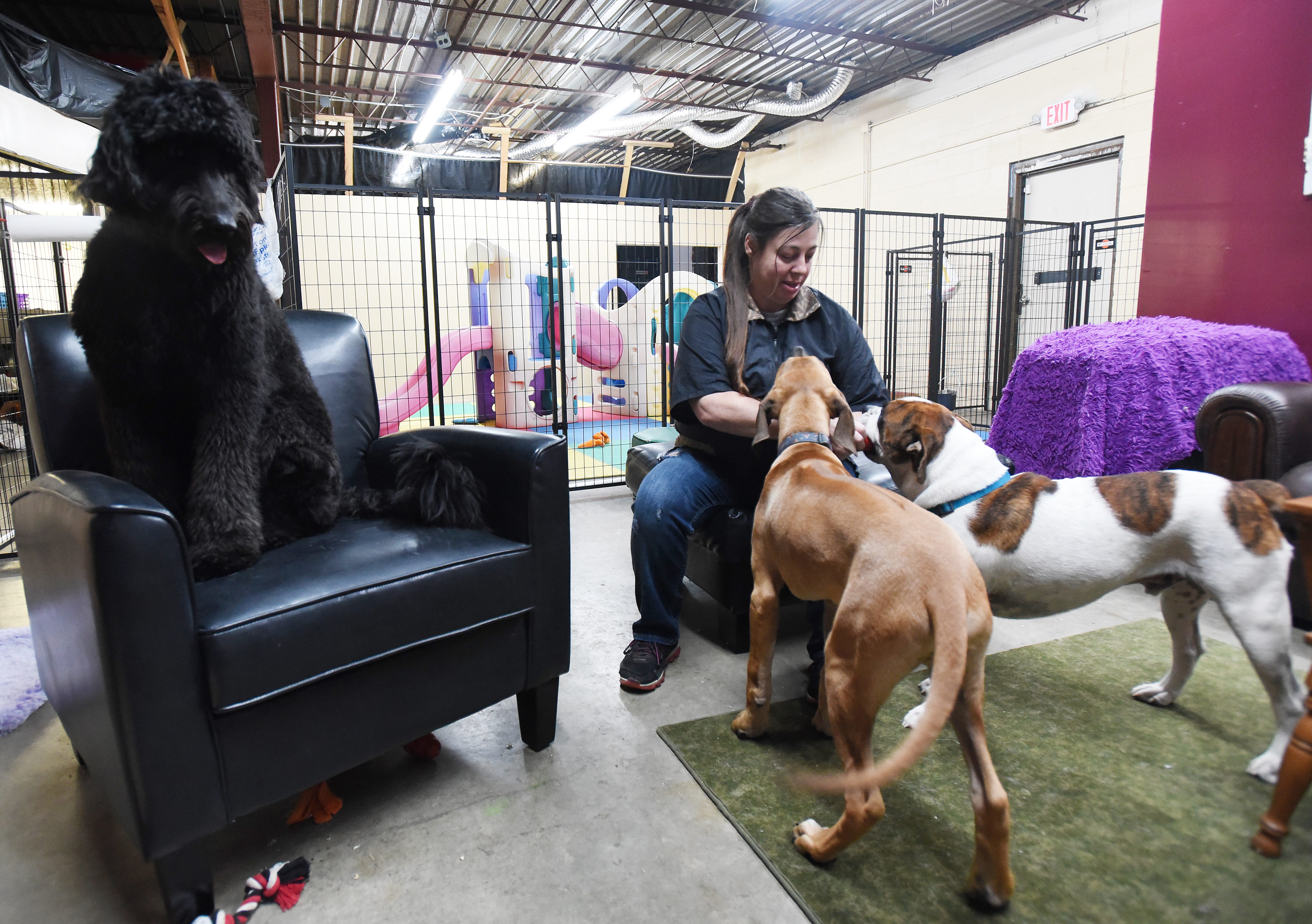 ukc classified coondogs