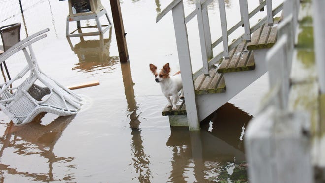 Rambo waits for his owners, Anna and Bobby Joyner, to carry him away from his water-surrounded home.