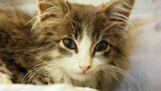 Miracle Taco Bell Kitten Purrito In Need Of Funds For Surgery Miracle Taco Bell Kitten Purrito In Need Of Funds For Surgery