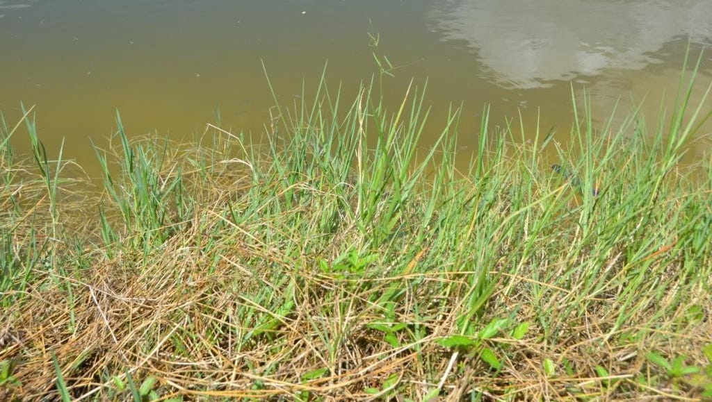 Weedy Lawn Problems Have Many Solutions