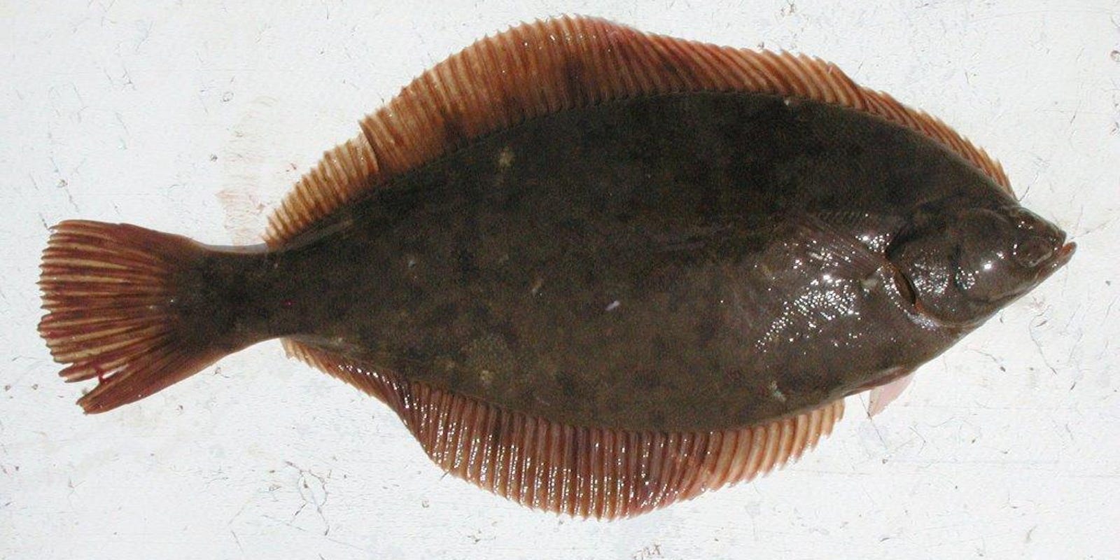 Winter flounder fishing tips