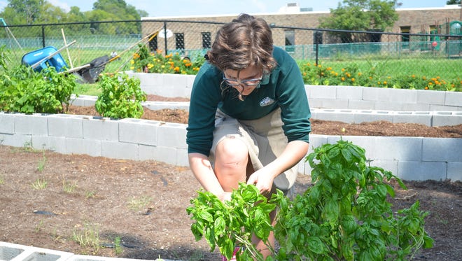 Seventh-grade Sumner Academy student Olivia Scott  picks basil from the school's new vegetable garden.