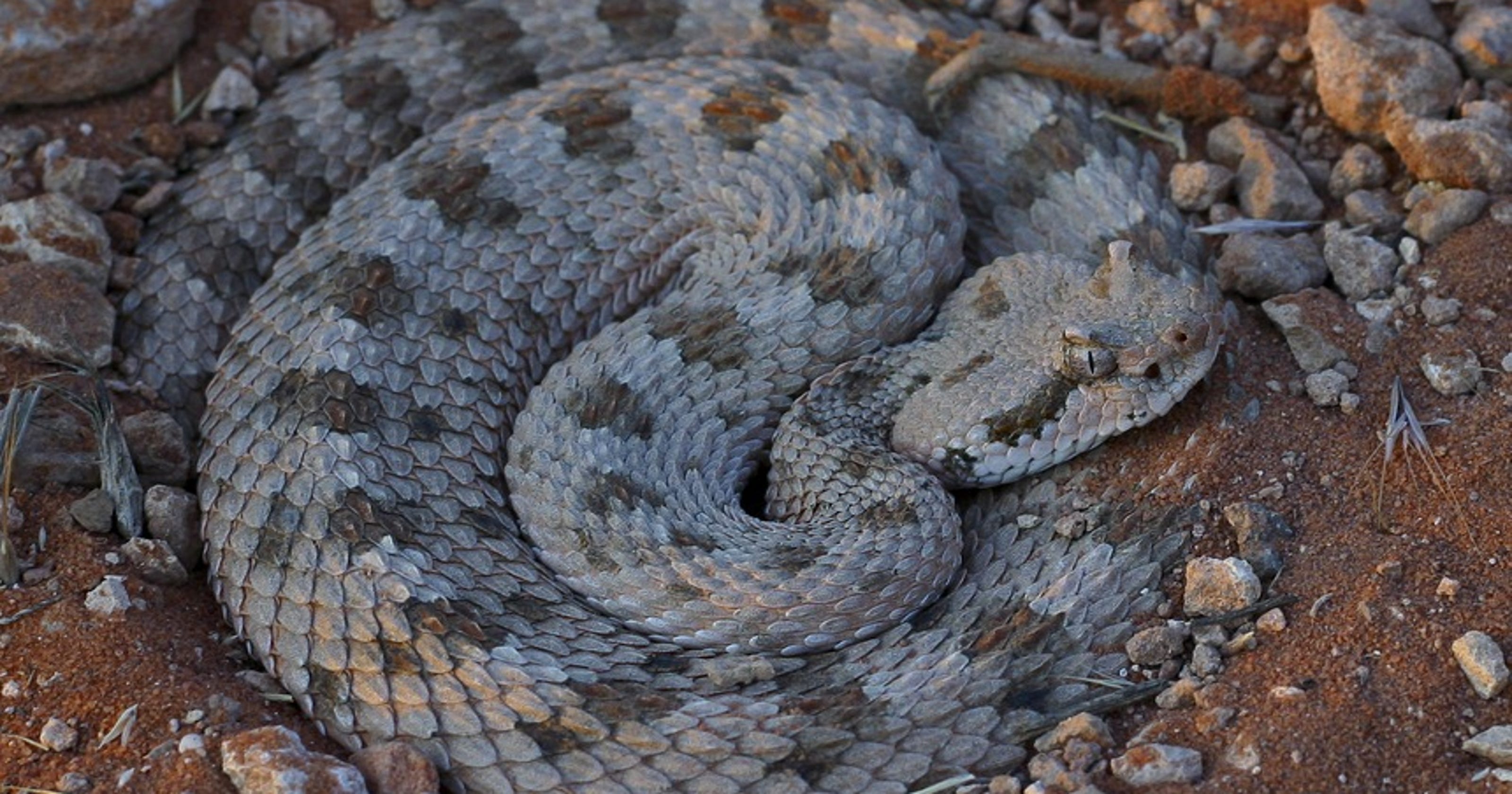 12 Most Dangerous Animals On Southern Utah S Trails