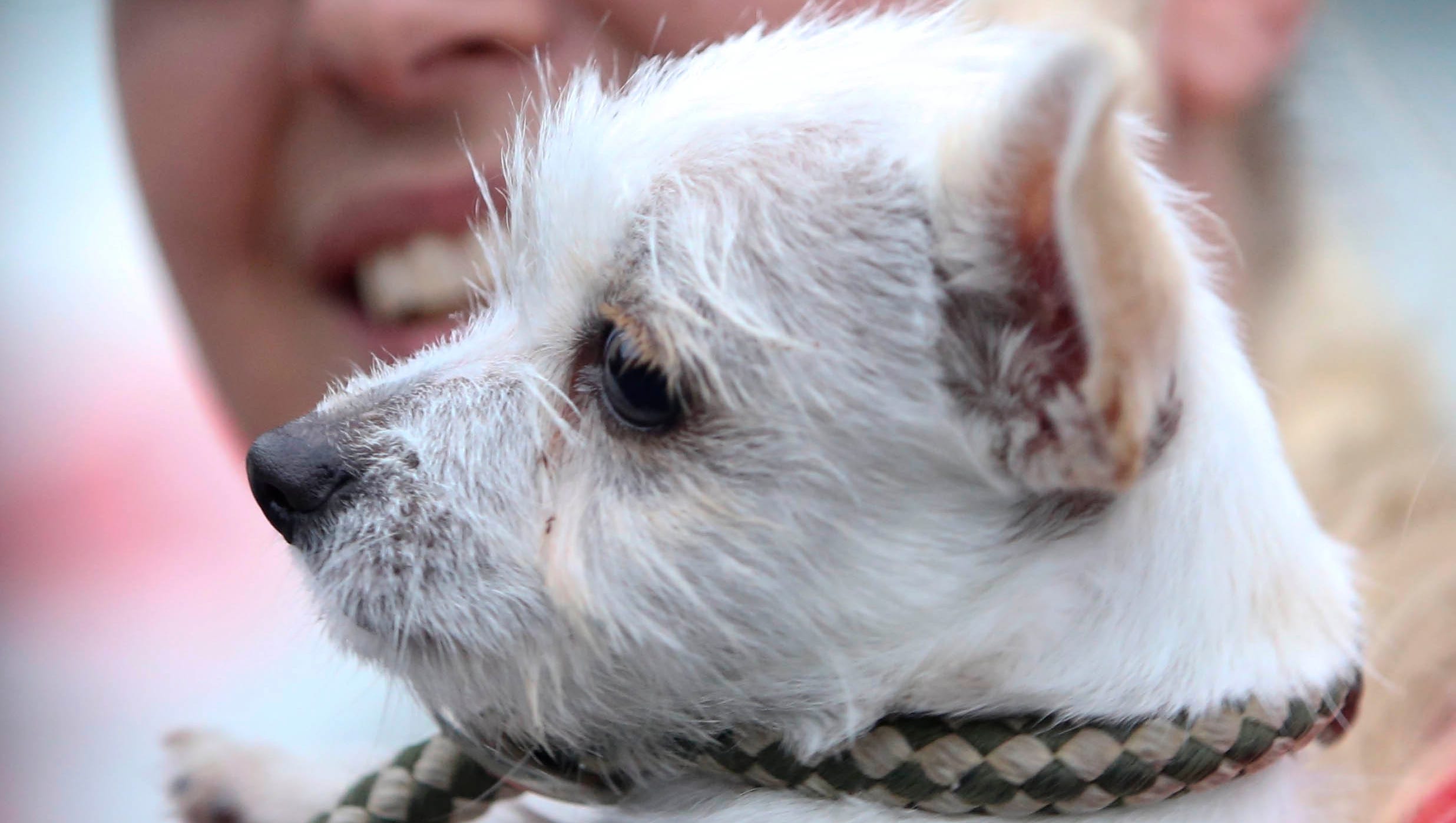 Delaware Rallies To Save Dogs Cats Displaced By Hurricane Harvey