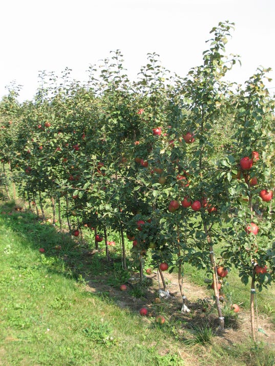 Gardening How to choose an apple tree