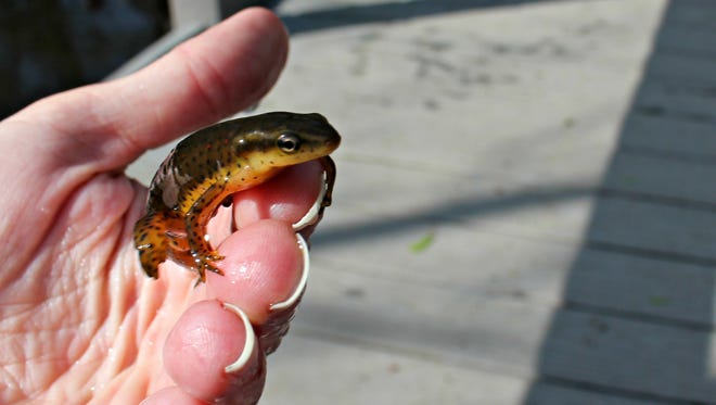This male eastern newt, or red-spotted newt, is likely about 4 years old. After these newts are born and change from a tadpole larvae to an eft they are bright red and leave the pond to roam on land for about 3 years, before returning to the water for the remainder of their lives.