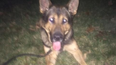 Michigan State Police say K-9 officer Bozzy was injured early Wednesday morning during a foot chase on Detroit’s east side.