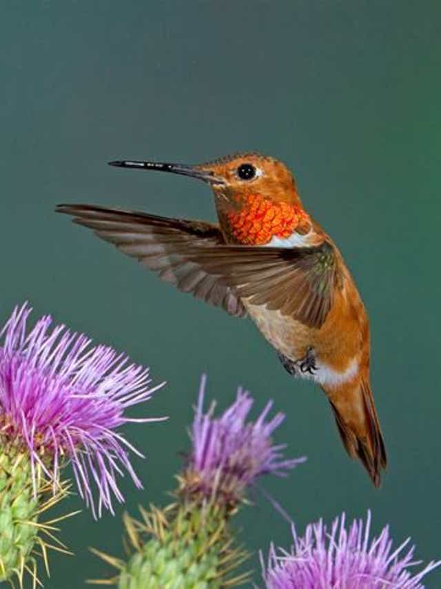 Ask Clay How Do Hummingbirds Stay Warm