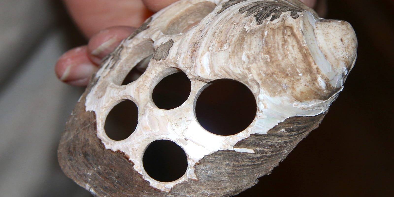 Mussel eco-tourism, Morgan Freeman, firework fix: News from around our 50 states