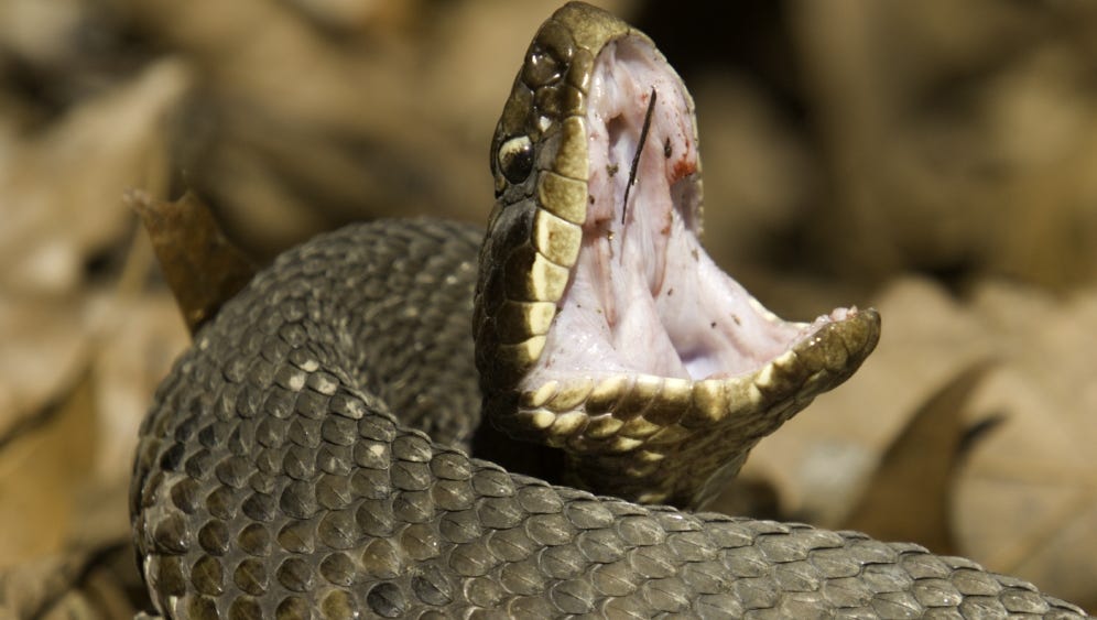 Learn the difference between cottonmouth, water snakes in Missouri